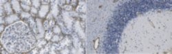 Laminin alpha5 Mouse anti-Human, MilliporeSigma 25 &mu;g;Unconjugated:Antibodies,